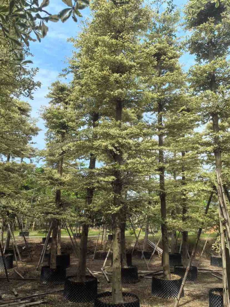 锦叶榄仁树/小叶榄仁树基地直销规格齐全有需要的老板来电