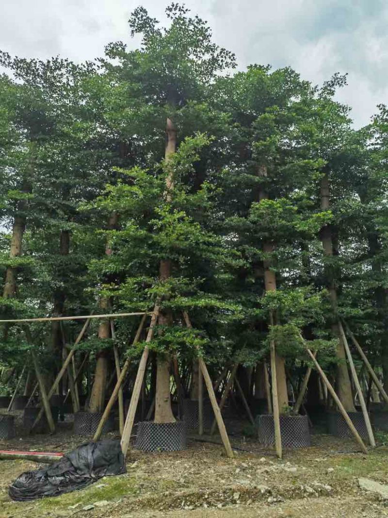 锦叶榄仁树/小叶榄仁树基地直销规格齐全有需要的老板来电