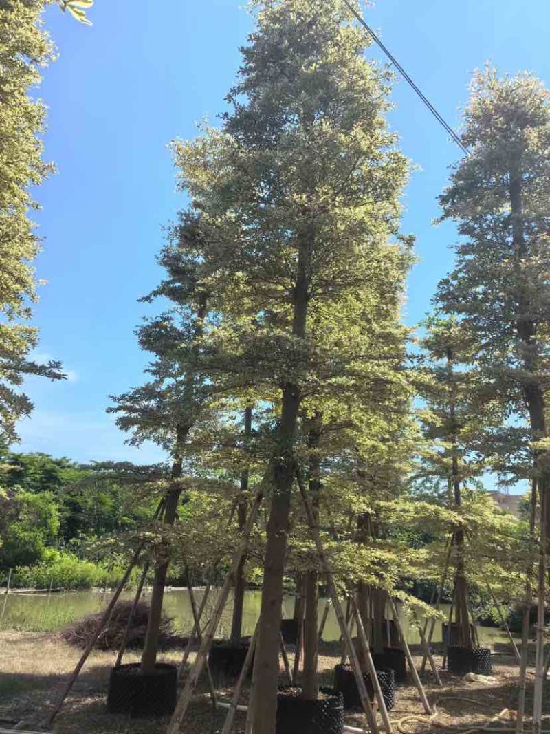 锦叶榄仁树/小叶榄仁树基地直销规格齐全有需要的老板来电