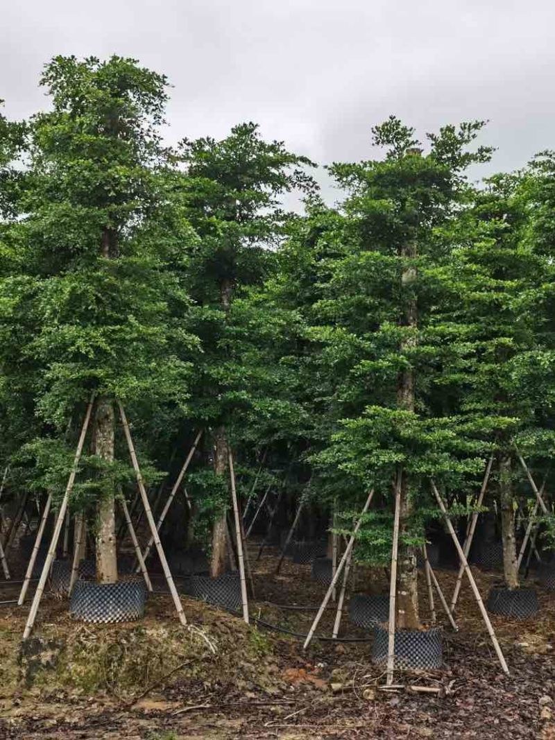 锦叶榄仁树/小叶榄仁树基地直销规格齐全有需要的老板来电