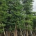 锦叶榄仁树/小叶榄仁树基地直销规格齐全有需要的老板来电
