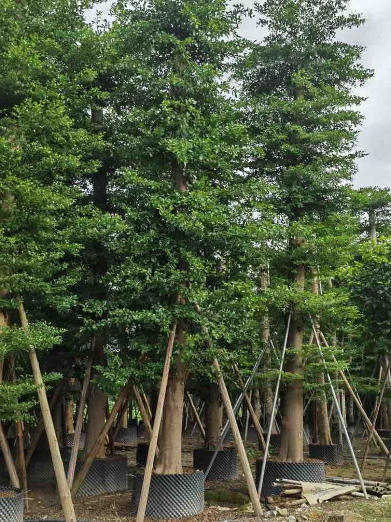 锦叶榄仁树/小叶榄仁树基地直销规格齐全有需要的老板来电