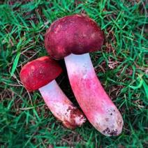 云南新鲜蓝底大红菇紫菇产地直发