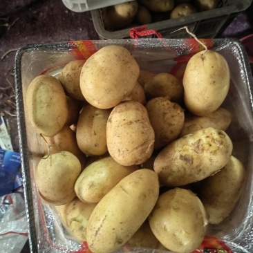 专做出口土豆，各个国家