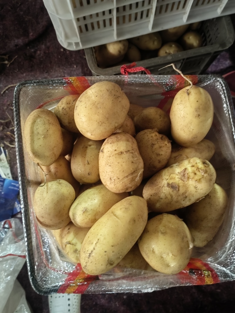 专做出口土豆，各个国家