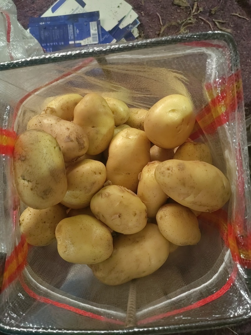 专做出口土豆，各个国家