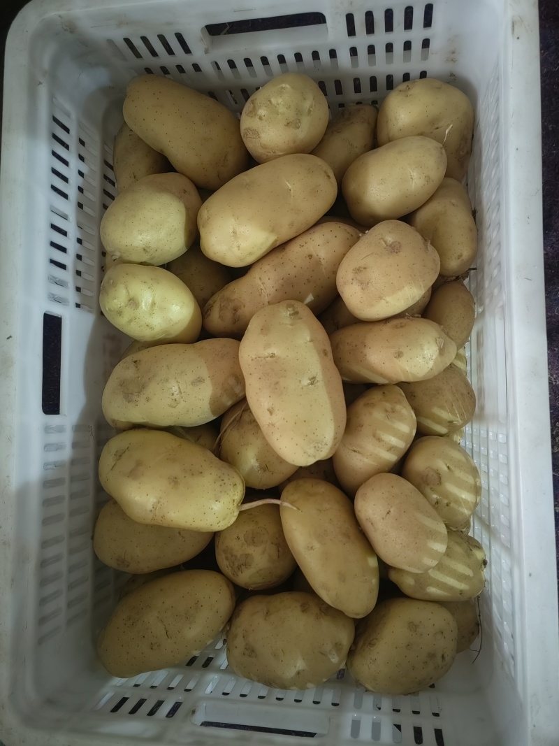 专做出口土豆，各个国家