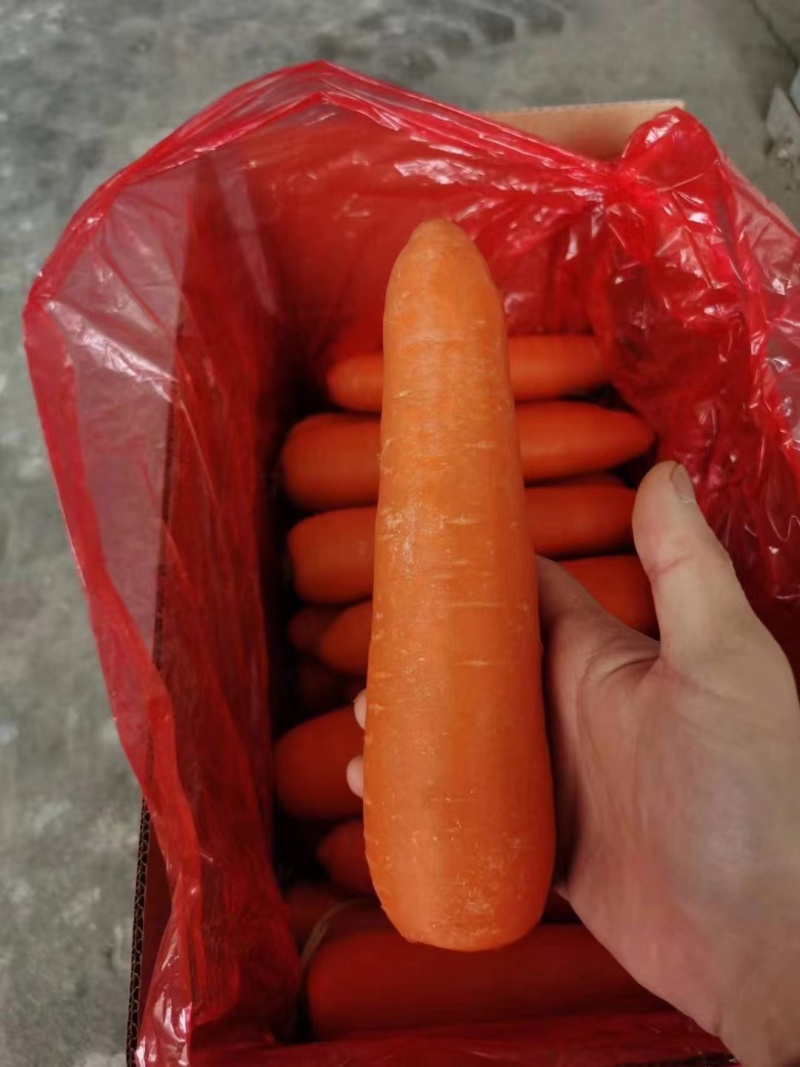 出口胡萝卜
