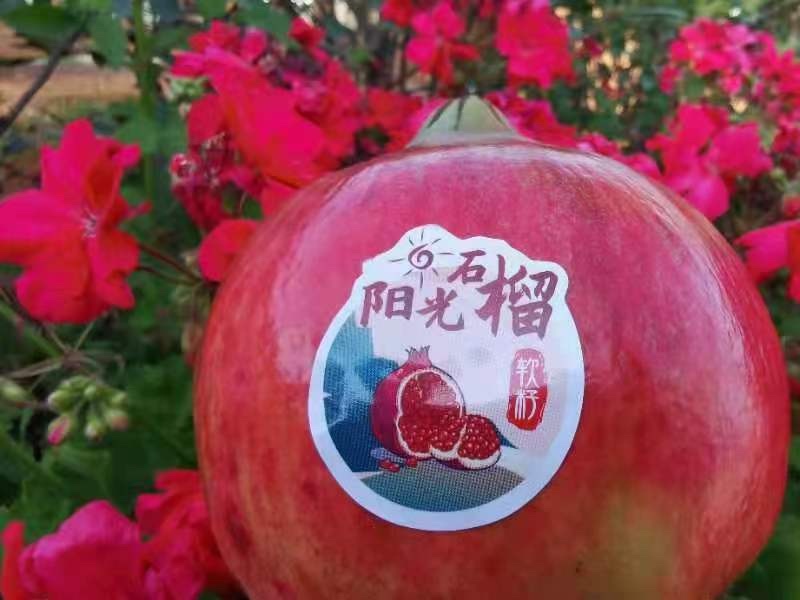 软籽石榴，基地货源，早熟品种！颗粒大，皮薄，可做礼盒装。