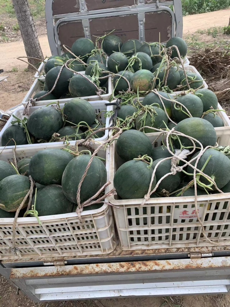 西瓜现货秒发欢迎联系