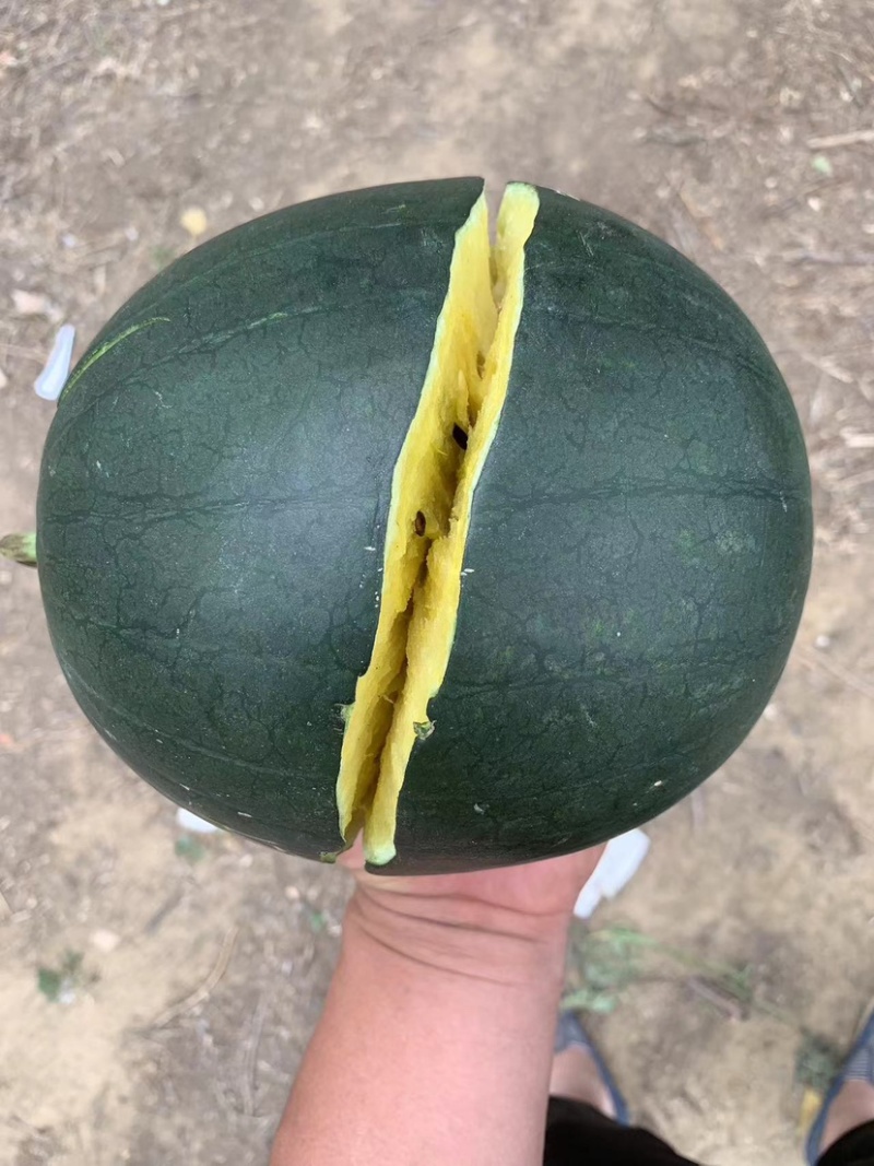 西瓜现货秒发欢迎联系