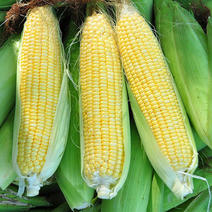 甜玉米，精品全国可以发地头现摘