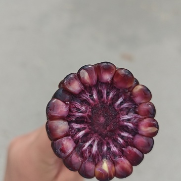 精品黑玉米，小果