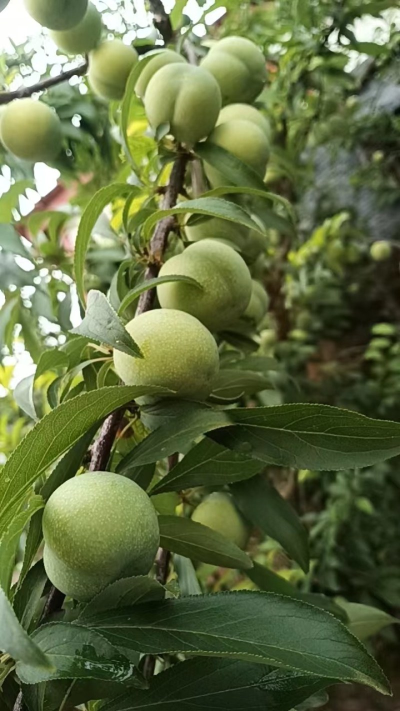 青脆李