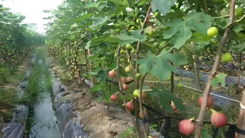 无花果基地上市了，甜度高16，基地货源，果形大，3两起。