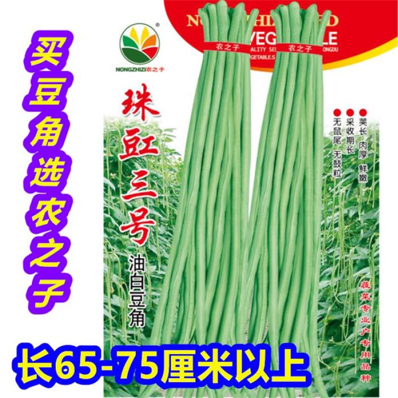 长豆角珠豇三号油白豆角豇豆肉厚鲜嫩商品性好采收期长春夏