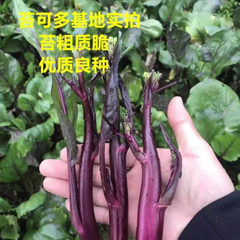 九华红菜苔苔可多鲜红65苔粗高产有机红色蔬菜种子秋冬阳台农之