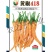 株洲王十万黄辣椒418黄皮线椒皱皮辣椒种子可鲜食可加工季农