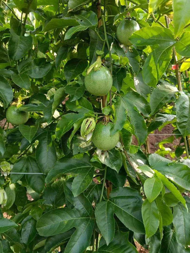 蜜桃百香果