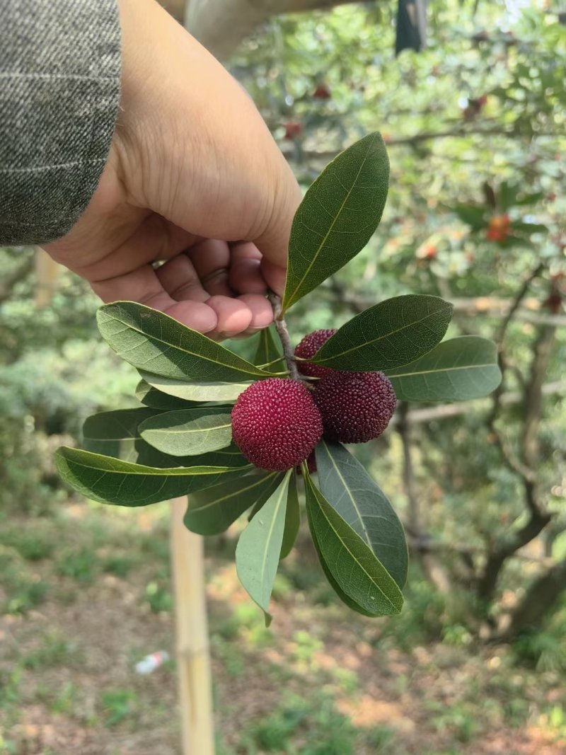 仙居荸荠杨梅