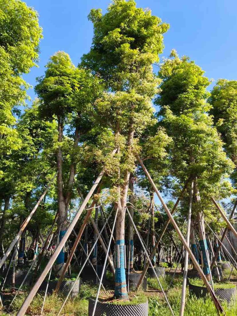 金丝楠木2～30公分基地直销规格齐全有需要的老板欢迎来电