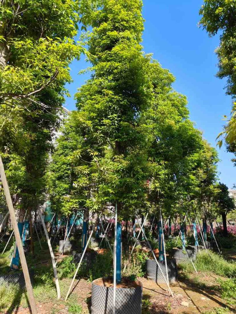 金丝楠木2～30公分基地直销规格齐全有需要的老板欢迎来电