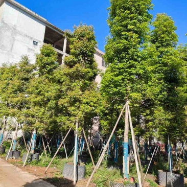 金丝楠木2～30公分基地直销规格齐全有需要的老板欢迎来电