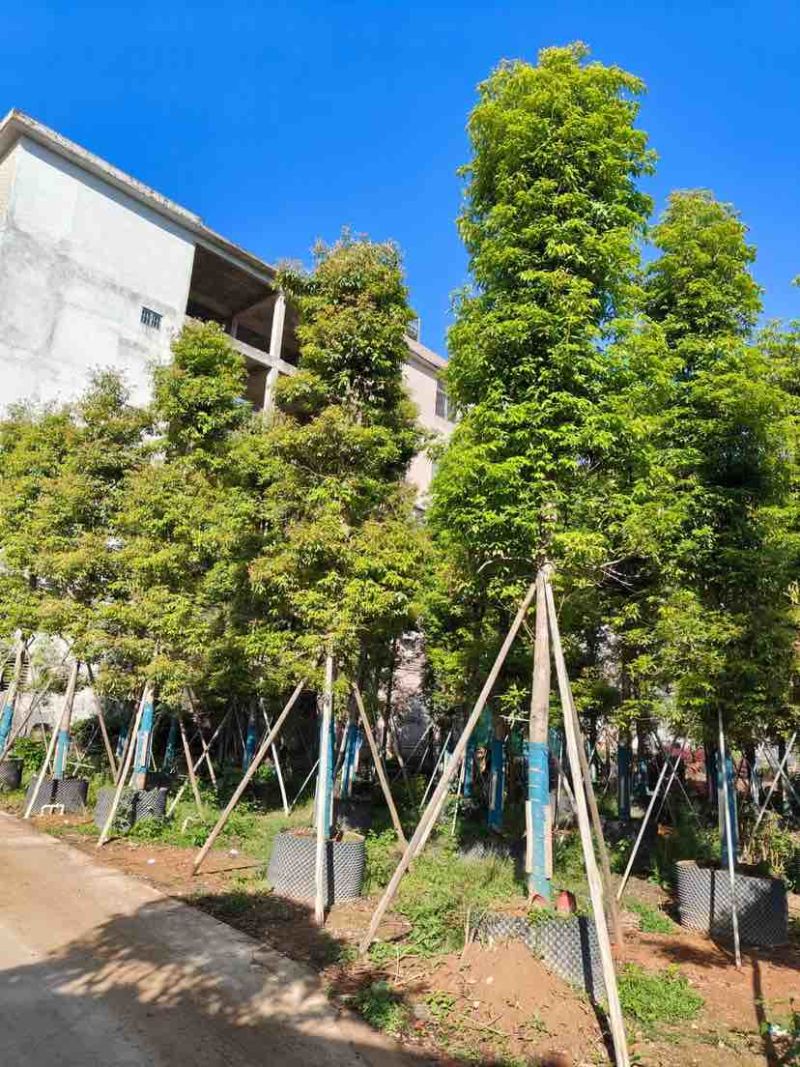 金丝楠木2～30公分基地直销规格齐全有需要的老板欢迎来电
