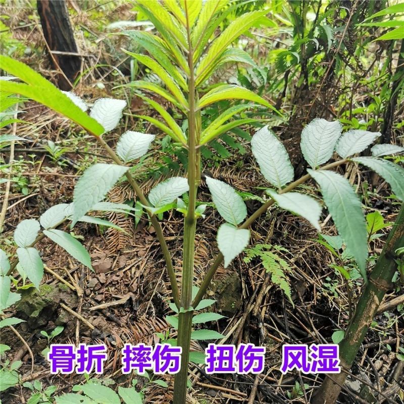 野生接骨草新鲜干都有