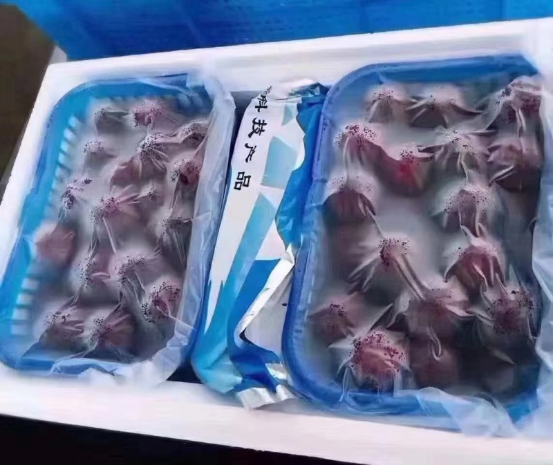 东魁杨梅20-25克