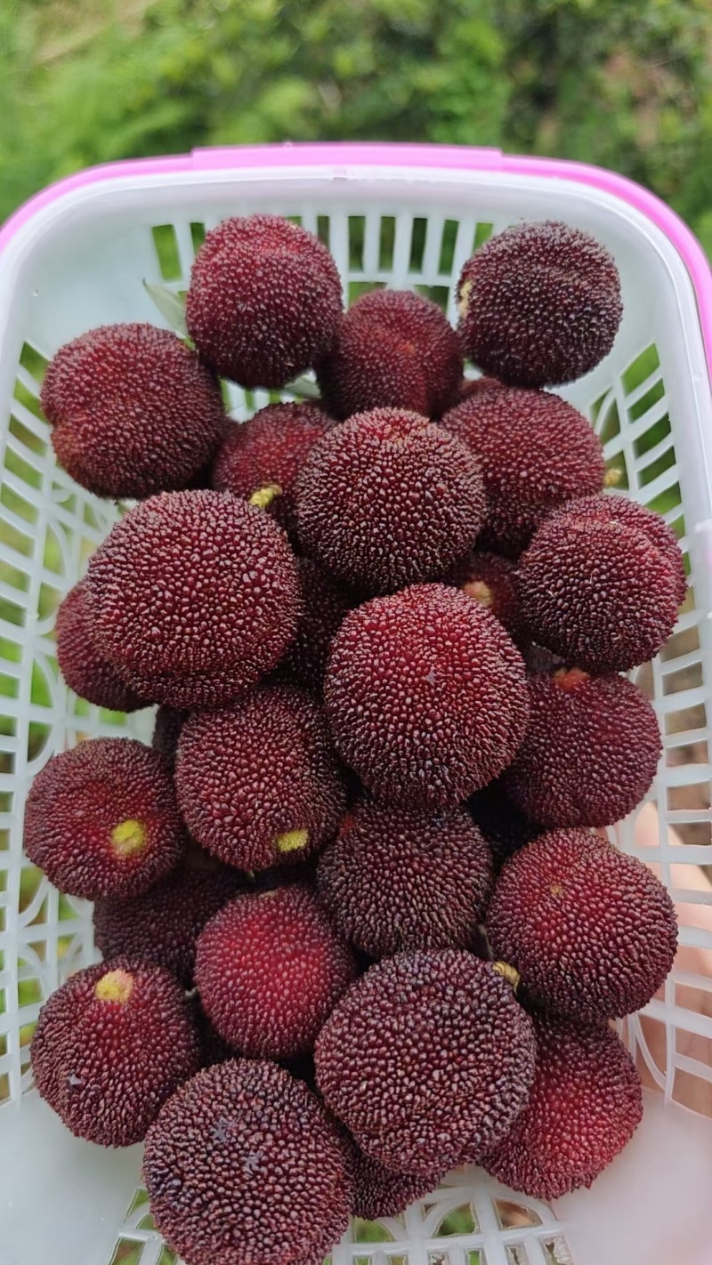 东魁杨梅20-25克