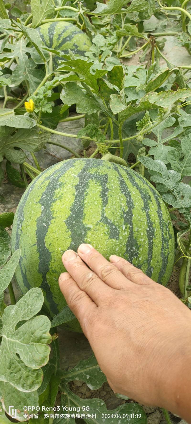 西瓜甜度高价格美丽