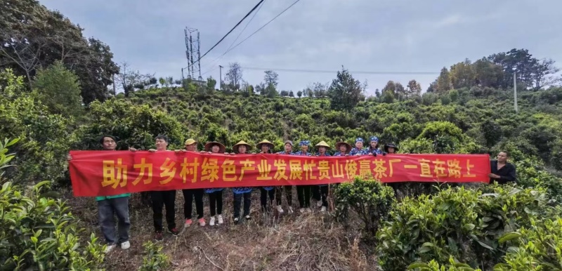 古树普洱茶生茶