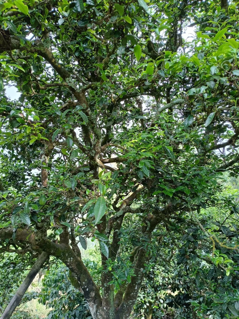 古树普洱茶生茶