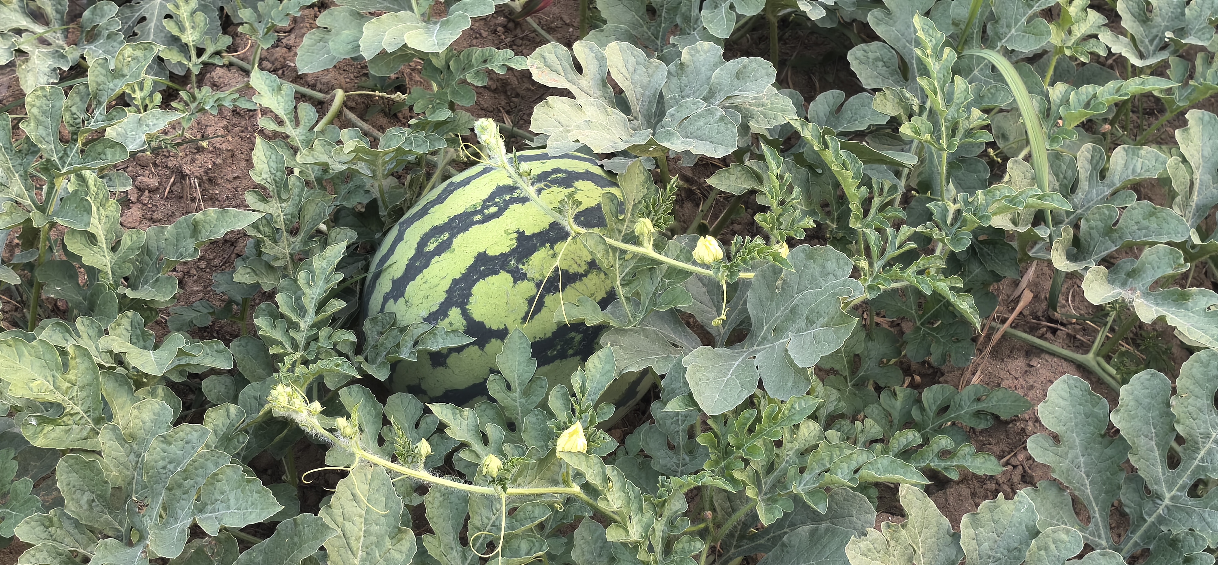 8424西瓜外观展示