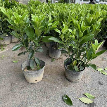非洲茉莉小袋中袋布袋苗基地直销大小规格齐全欢迎老板来电