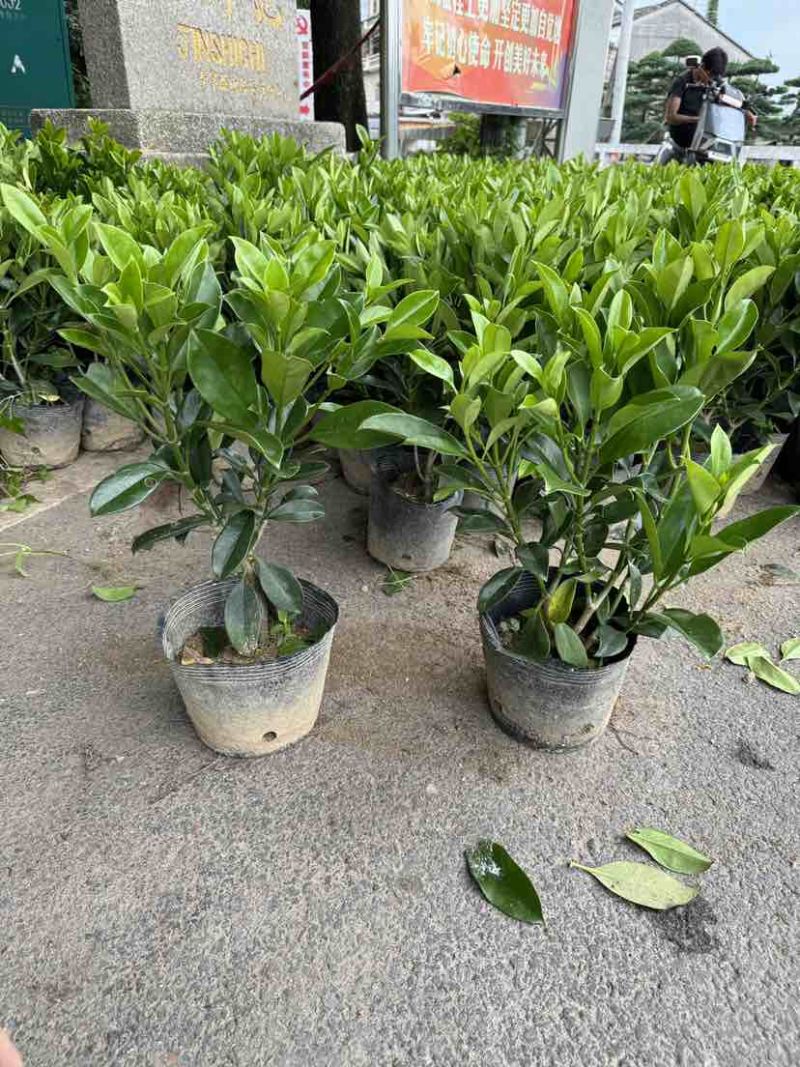 非洲茉莉小袋中袋布袋苗基地直销大小规格齐全欢迎老板来电