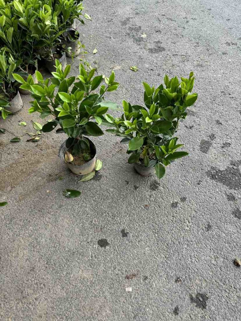非洲茉莉小袋中袋布袋苗基地直销大小规格齐全欢迎老板来电