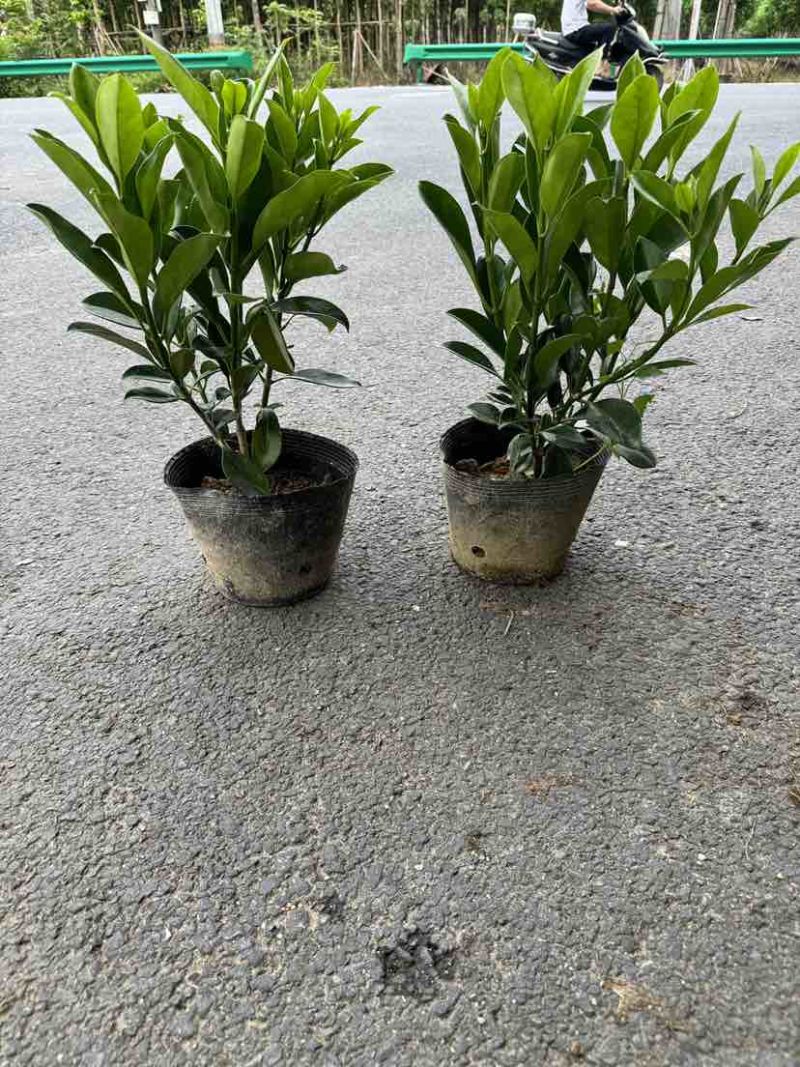 非洲茉莉小袋中袋布袋苗基地直销大小规格齐全欢迎老板来电