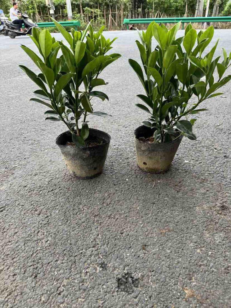 非洲茉莉小袋中袋布袋苗基地直销大小规格齐全欢迎老板来电