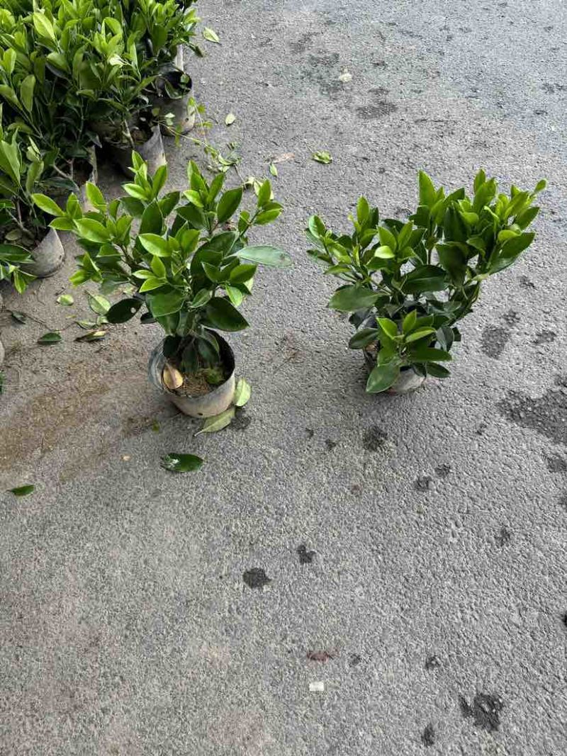非洲茉莉小袋中袋布袋苗基地直销大小规格齐全欢迎老板来电