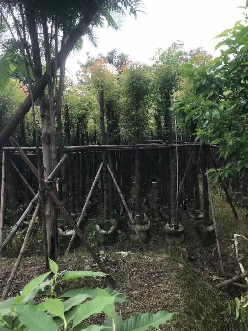 截图香樟8～15公分基地直销大小规格齐全欢迎老板来电洽谈