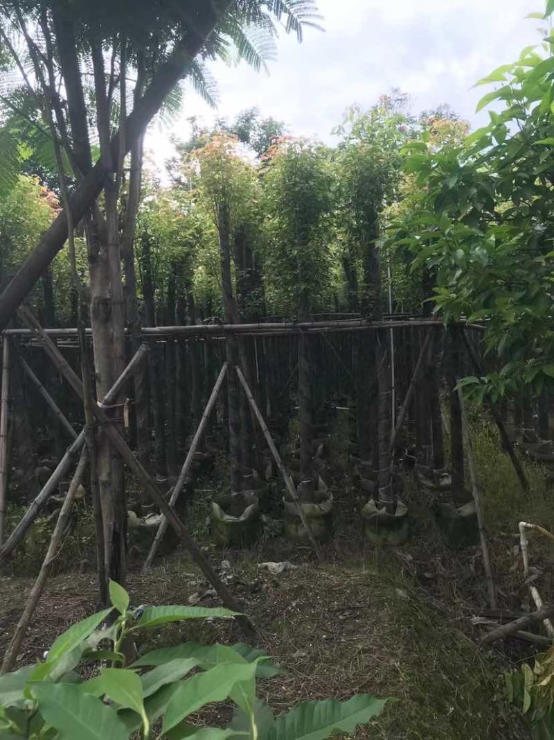 截图香樟8～15公分基地直销大小规格齐全欢迎老板来电洽谈