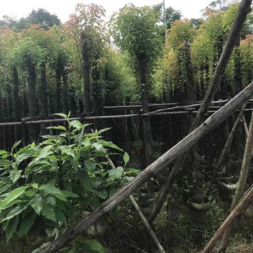 截图香樟8～15公分基地直销大小规格齐全欢迎老板来电洽谈