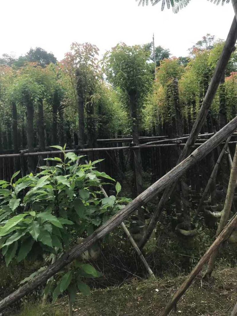 截图香樟8～15公分基地直销大小规格齐全欢迎老板来电洽谈