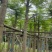 凤凰树3～5公分基地直销大小规格齐全欢迎老板来电洽谈合作