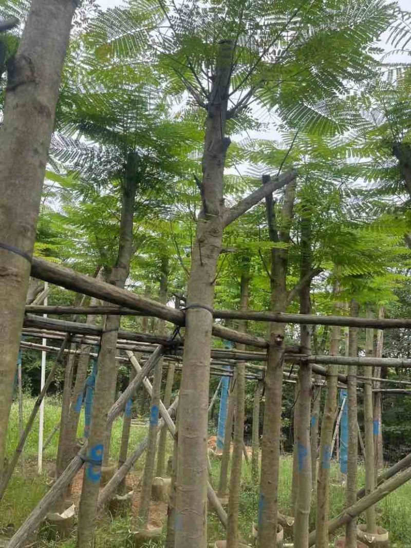 凤凰树3～5公分基地直销大小规格齐全欢迎老板来电洽谈合作