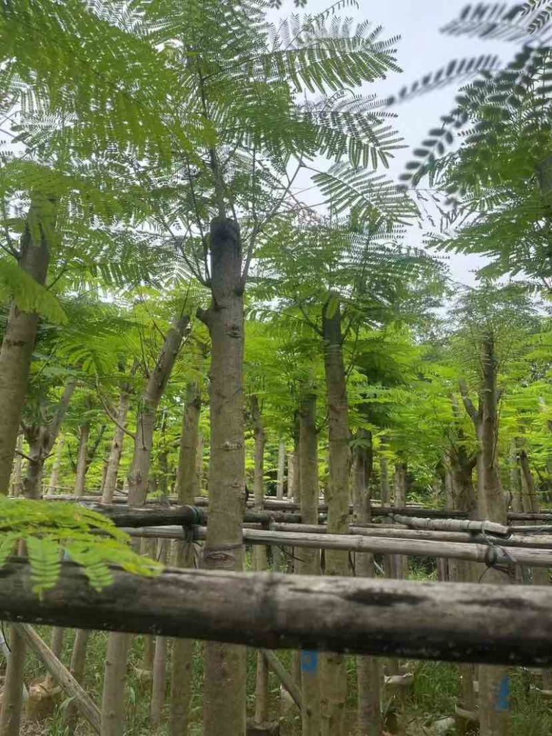 凤凰树3～5公分基地直销大小规格齐全欢迎老板来电洽谈合作