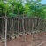 凤凰树3～5公分基地直销大小规格齐全欢迎老板来电洽谈合作