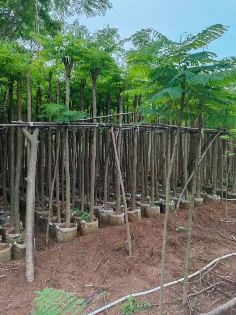 凤凰树3～5公分基地直销大小规格齐全欢迎老板来电洽谈合作